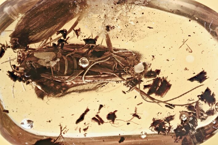 Detailed Fossil Caddisfly (Trichoptera) In Baltic Amber #325299